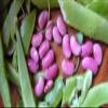 1/4 lb PINK BEANS SEEDS,Great for soups,stews,Rice dishes,refried bean , chili view 1