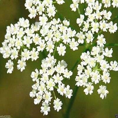 500 CARAWAY Plant Seeds,Herb,Carum Carvi AKA, Persian CUMIN & Meridian fennel