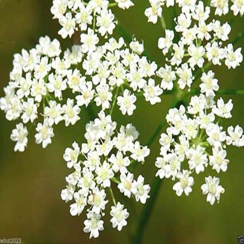 500 CARAWAY Plant Seeds,Herb,Carum Carvi AKA, Persian CUMIN & Meridian fennel