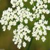 500 CARAWAY Plant Seeds,Herb,Carum Carvi AKA, Persian CUMIN & Meridian fennel view 1
