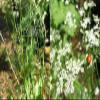 500 CARAWAY Plant Seeds,Herb,Carum Carvi AKA, Persian CUMIN & Meridian fennel view 2