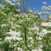 500 CARAWAY Plant Seeds,Herb,Carum Carvi AKA, Persian CUMIN & Meridian fennel view 3