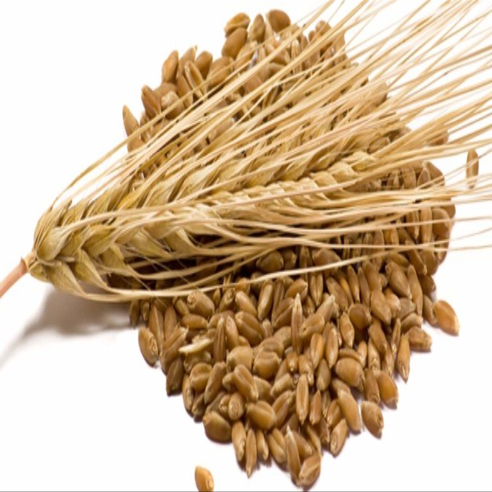 BARLEY KERNELS- 55lb