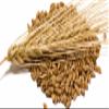 BARLEY KERNELS- 55lb view 1