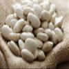 BABY LIMA BEANS- 55lb view 1