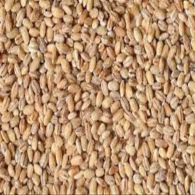 PEARL BARLEY- 22lb