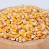 CORN KERNELS - YELLOW- 49.896lb view 1