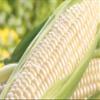 CORN KERNELS - WHITE- 49.896lb view 1