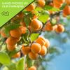 NUT CRAVINGS - Dried Turkish Apricots, No Sugar Added, Unsweetened (16oz, 1 LB) Sweet Healthy Snack, Vegan, Resealable Bag view 4