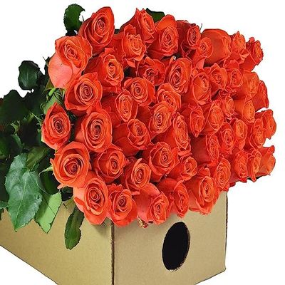 Blooms2Door - 50 Orange Roses (Long Stem - 50cm) - Wholesale Fresh Flowers - Fresh Flowers for Birthday, Valentine's & Mother's Day