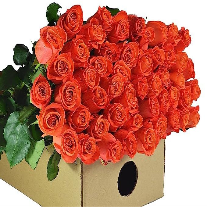 Blooms2Door - 50 Orange Roses (Long Stem - 50cm) - Wholesale Fresh Flowers - Fresh Flowers for Birthday, Valentine's & Mother's Day