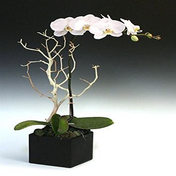 Orchids