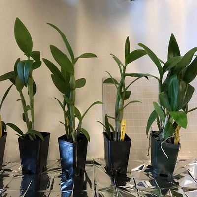 3 Large + 3 Small Diffferent Dendrobiums Live Orchids Plants