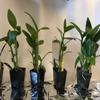 3 Large + 3 Small Diffferent Dendrobiums Live Orchids Plants view 1
