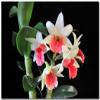 3 Large + 3 Small Diffferent Dendrobiums Live Orchids Plants view 2