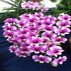 3 Large + 3 Small Diffferent Dendrobiums Live Orchids Plants view 3