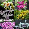 3 Large + 3 Small Diffferent Dendrobiums Live Orchids Plants view 4
