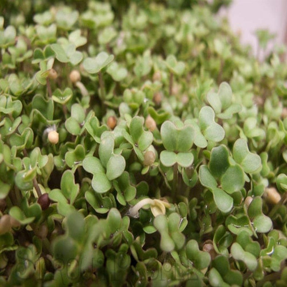 Yellow Mustard Sprouting Seeds - Grow Your OWN Sprouts Very Zesty(100 - Seeds)
