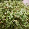 Yellow Mustard Sprouting Seeds - Grow Your OWN Sprouts Very Zesty(100 - Seeds) view 1