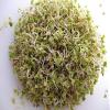 Yellow Mustard Sprouting Seeds - Grow Your OWN Sprouts Very Zesty(100 - Seeds) view 2