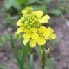 Yellow Mustard Sprouting Seeds - Grow Your OWN Sprouts Very Zesty(100 - Seeds) view 3
