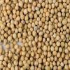 Yellow Mustard Sprouting Seeds - Grow Your OWN Sprouts Very Zesty(100 - Seeds) view 4