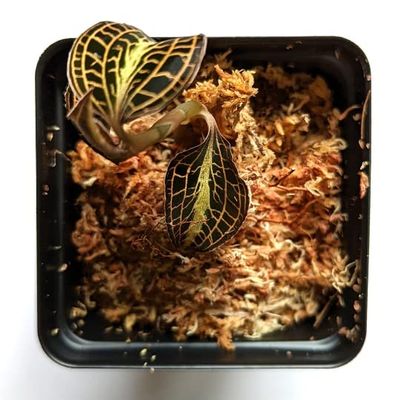 Anoectochilus Albo-lineatus, Jewel Orchid