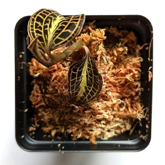 Anoectochilus Albo-lineatus, Jewel Orchid