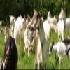 GOAT GHEE A2/A2 BY GOLD NUGGET GHEE, FULL-YEAR/PASTURE-RAISED, GRASS-FED, KETO & PALEO 8oz view 4