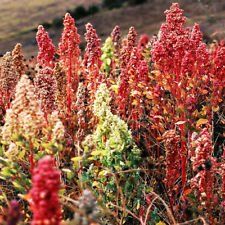 100 BRILLIANT RAINBOW QUINOA Mixed Color Chenopodium Grain Green Vegetable Seeds