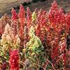 100 BRILLIANT RAINBOW QUINOA Mixed Color Chenopodium Grain Green Vegetable Seeds view 1