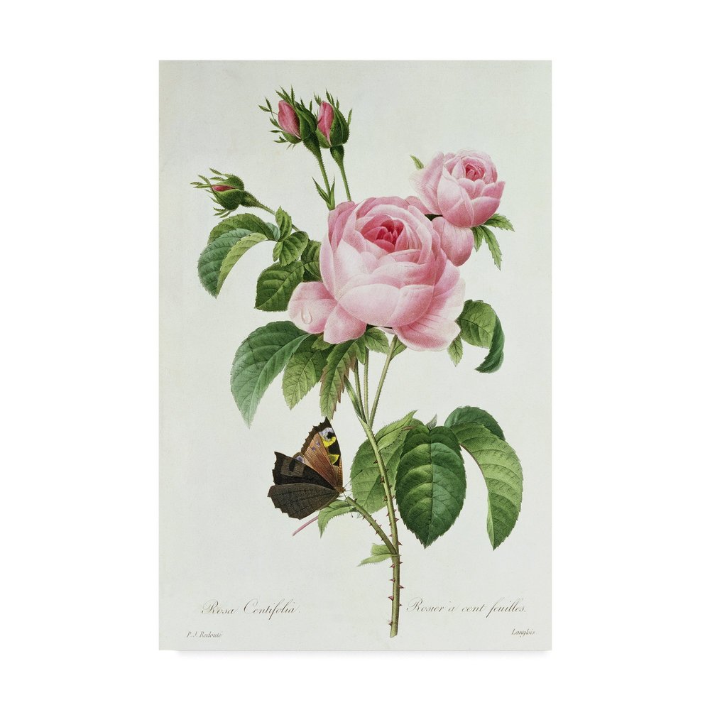 Rosa Centifolia by Pierre-Joseph Redoute, 16x24-Inch