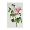 Rosa Centifolia by Pierre-Joseph Redoute, 16x24-Inch view 1