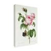 Rosa Centifolia by Pierre-Joseph Redoute, 16x24-Inch view 2