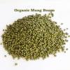 100 % GROWN ORGANIC MUNG BEANS BULK SPROUTING SEEDS (2 lb) view 1