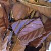 4 OZ Southern California Organic Garden Loquat Leaves Tea Dried view 1