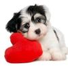 Dog Skin Supplements - Omega 3 - Advanced Complex - Health & Wellness - for Dogs - Dog Omega Oil - 2 Bottle (360 Softgels) view 3