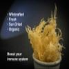 Dried Sea Moss (3 Oz (pack of one)) - Caribbean Superfood - Wildcrafted Seedstock - Ethically Harvested - Makes 2 Quarts Gel view 3
