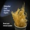 Dried Sea Moss (3 Oz (Pack of 5)) - Caribbean Superfood - Wildcrafted Seedstock - Ethically Harvested - Makes Over 10 Quarts Gel view 4