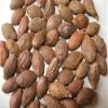 Barringtonia/Hijagal / samudra pazham/Mavinkubia / Attampu Kurpa/Samudraphala / Nijhira (1kg) view 3