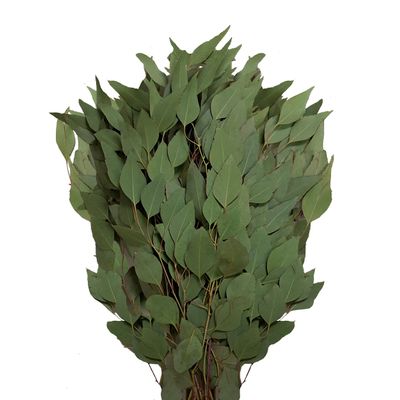 Bloomingmore Flowers, 40 Farm Fresh Diamond Silver Dollar Eucalyptus