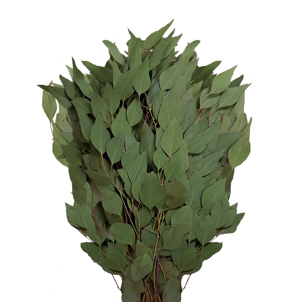 Bloomingmore Flowers, 40 Farm Fresh Diamond Silver Dollar Eucalyptus