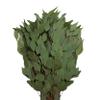 Bloomingmore Flowers, 40 Farm Fresh Diamond Silver Dollar Eucalyptus view 1