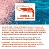 Antarctic Krill Oil Softgels 100% Pure with Omega-3 EPA DHA Astaxanthin 1000mg per Day (2 Softgels). Made in The USA view 3