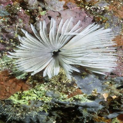 Common feather duster worm Solomon Islands Poster Print by VWPicsStocktrek Images (11 x 17)