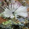 Common feather duster worm Solomon Islands Poster Print by VWPicsStocktrek Images (11 x 17) view 1