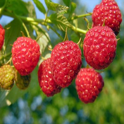 5 Prelude Raspberry Plants-The Earliest of Summer(5 Lrg 2 Yrs Old Canes)Zone 4-8