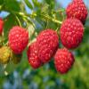 5 Prelude Raspberry Plants-The Earliest of Summer(5 Lrg 2 Yrs Old Canes)Zone 4-8 view 1