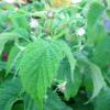 5 Prelude Raspberry Plants-The Earliest of Summer(5 Lrg 2 Yrs Old Canes)Zone 4-8 view 2