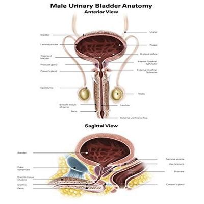 Anterior view and sagittal view of male urinary bladder Poster Print by Alan GesekStocktrek Images (24 x 32)